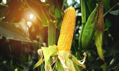How are Biofuels Made? Image
